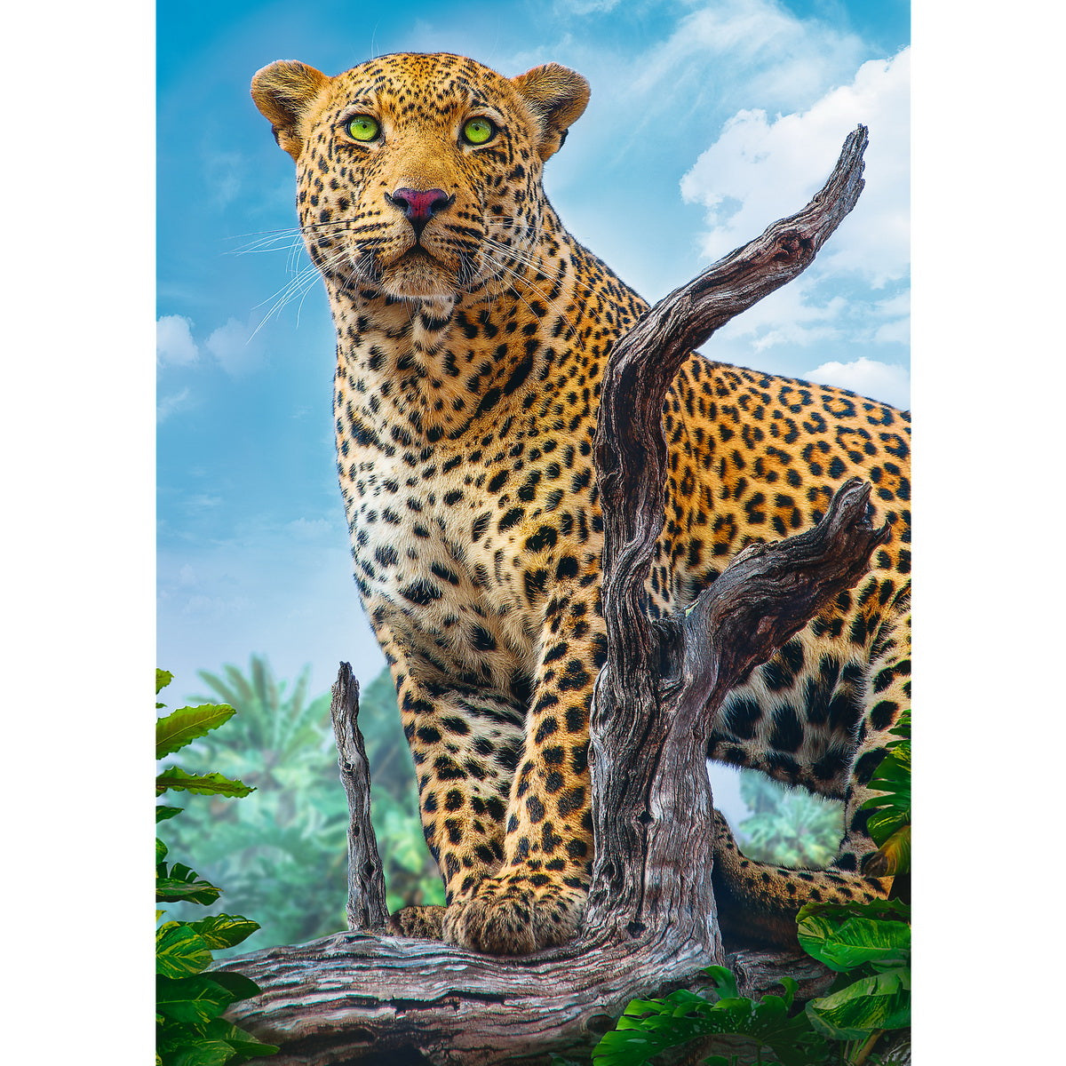 Puzzle trefl 500 leopard in savana